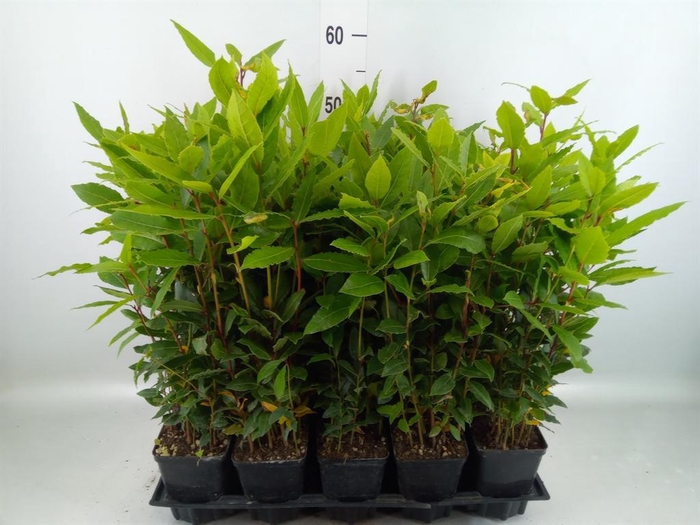 <h4>Laurus nobilis</h4>