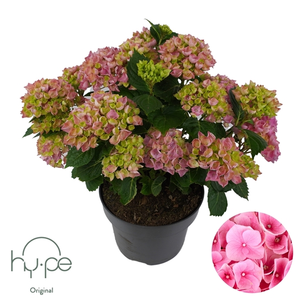 <h4>Hydrangea Mophead Pink 10+ | Hy-pe Original</h4>