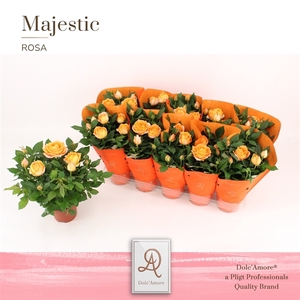 Potroos Kordana Grande Oranje P12 Dolc'Amore® Majestic