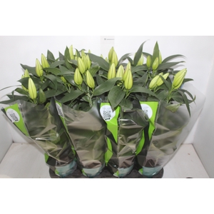 LIRIO P15 BRANCO