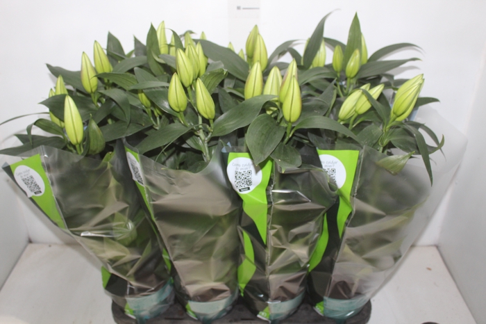 <h4>LIRIO P15 BRANCO</h4>