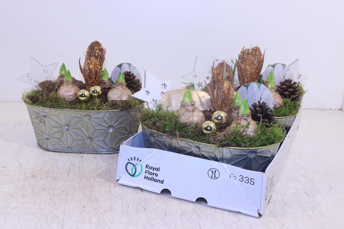 <h4>ARR HYACINTH</h4>