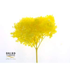 Dried Bleached Hydrangea Anna Yellow