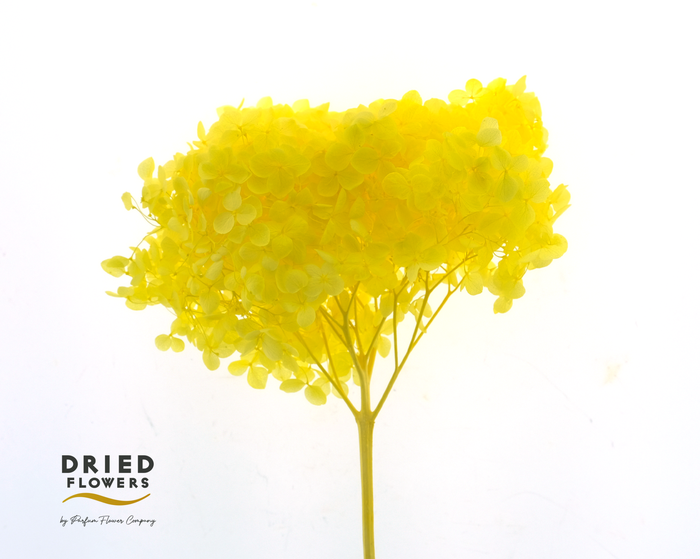 <h4>Dried Bleached Hydrangea Anna Yellow</h4>