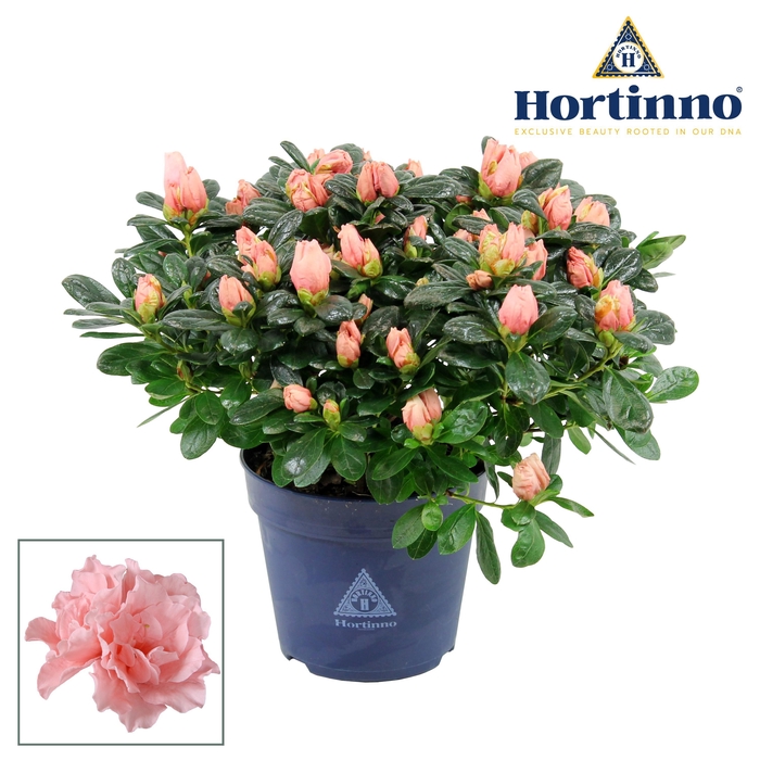 <h4>Hortinno® Home 'roos' 25 - 27 cm</h4>