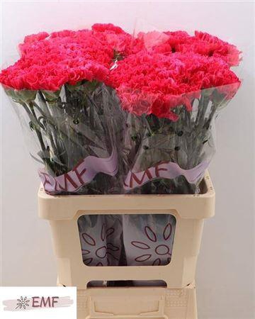 <h4>Di St Bizet</h4>