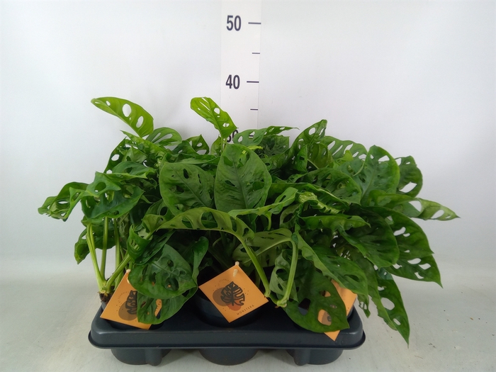 <h4>Monstera obliqua 'Monkey Mask'</h4>