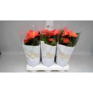 Anthurium andr. 'FC Cinemato'