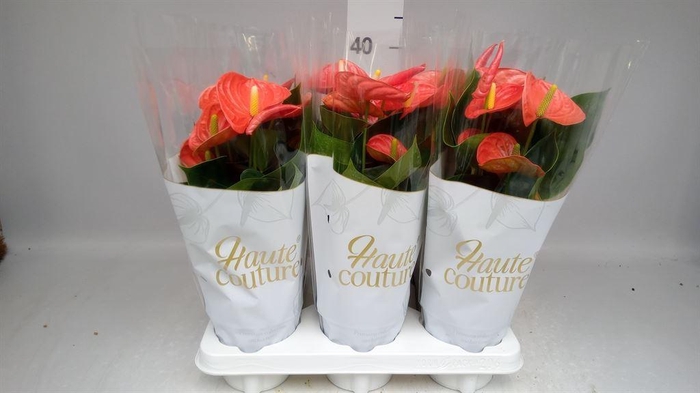 <h4>Anthurium andr. 'FC Cinemato'</h4>