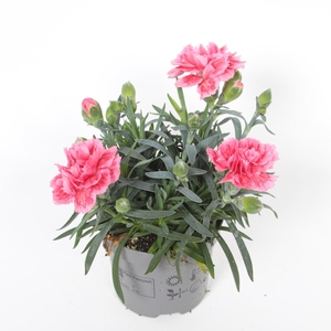 Dianthus Elise p9