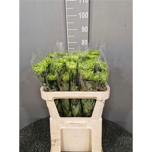 Chr G Anastasia Dark Green