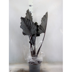 Alocasia   ...