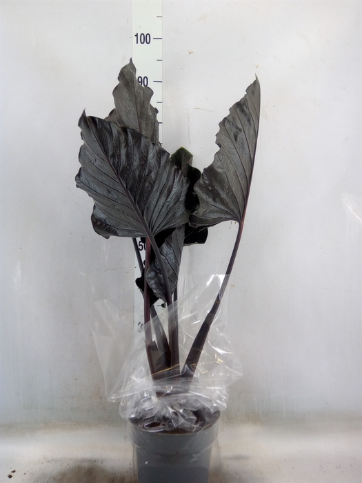 <h4>Alocasia   ...</h4>