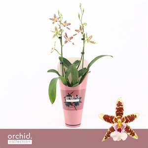 Cambria, White Renaissance 2-spike 'Orchid Collection' Potcover