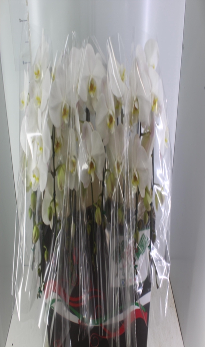 <h4>PHALAENOPSIS CASCATA P15 BRANCO 2 HT</h4>