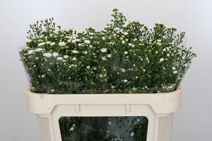 <h4>Aster Paquita</h4>