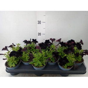 Petunia  'Sweetunia Black Satin'