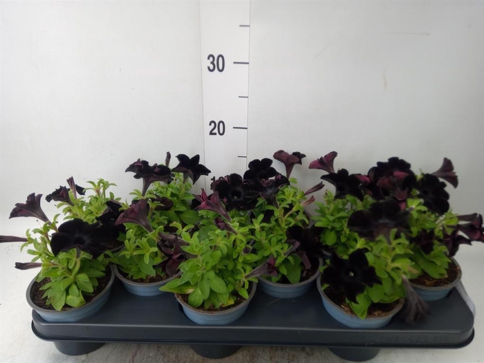 <h4>Petunia  'Sweetunia Black Satin'</h4>