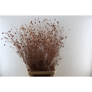 DRY SW SCABIOSA COPPER PBS