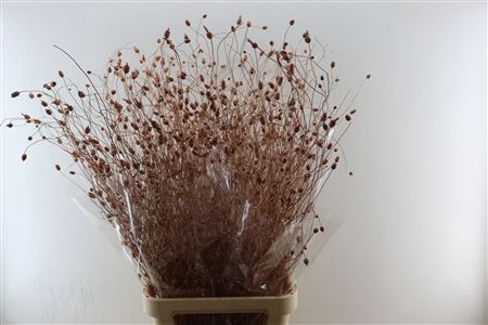 <h4>DRY SW SCABIOSA COPPER PBS</h4>