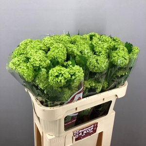 Viburnum Greenhouse 4 Kop Mediaverdi