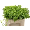 Alchemilla mollis 'Robustica'