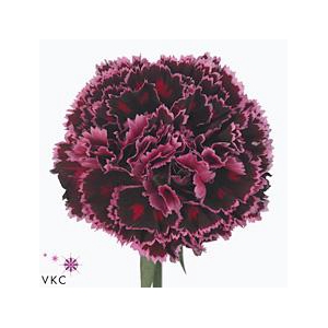 Dianthus st nobbio burgundy