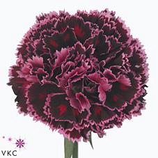 <h4>Dianthus st nobbio burgundy</h4>