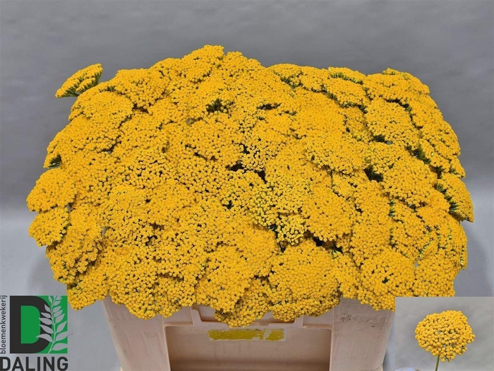 <h4>Achillea F Park Variety</h4>