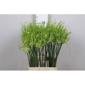 Allium Fido Dido