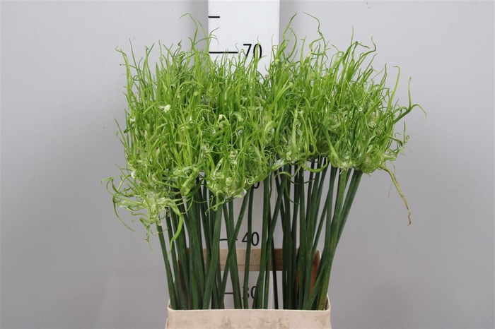 <h4>Allium Fido Dido</h4>