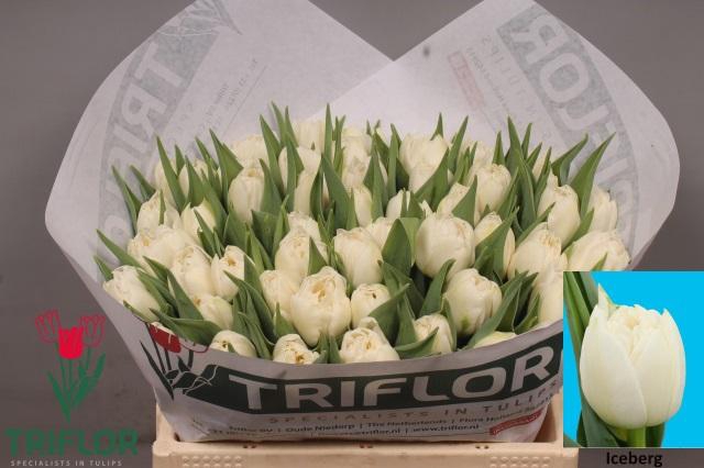 <h4>TU DU ICEBERG</h4>