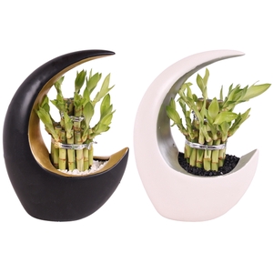 Lucky Bamboo Round 2Big in ø19cm Moonshape pot