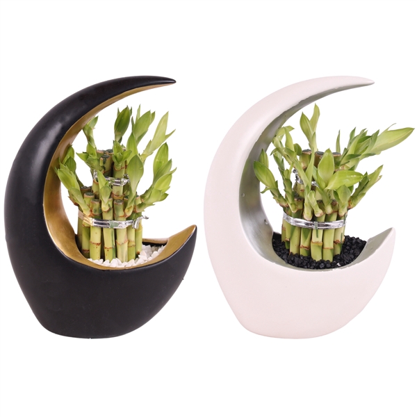 <h4>Lucky Bamboo Round 2Big in ø19cm Moonshape pot</h4>