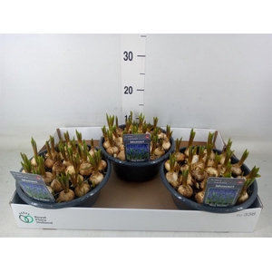 Muscari  'Big Smile'