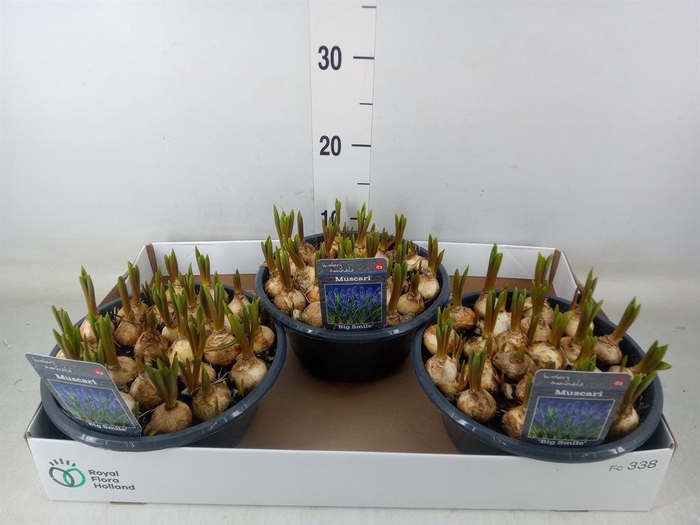 <h4>Muscari 'Big Smile'</h4>