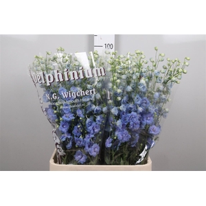 Delph Du Ov L.blue