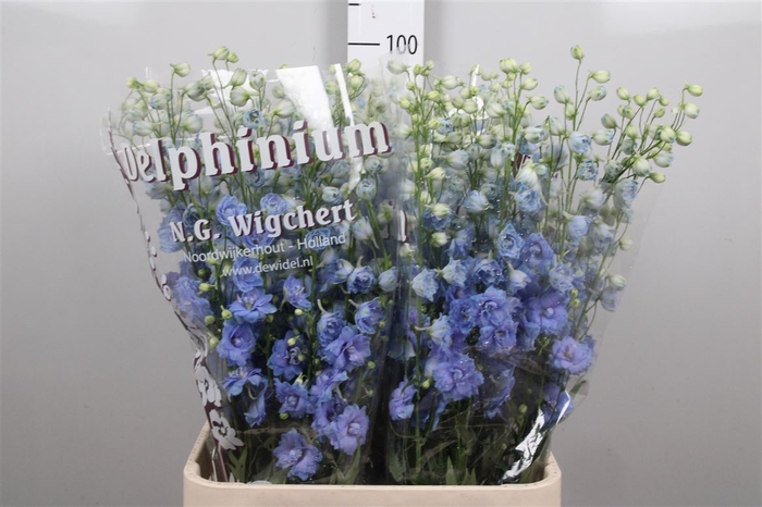 <h4>Delph Du Ov L.blue</h4>