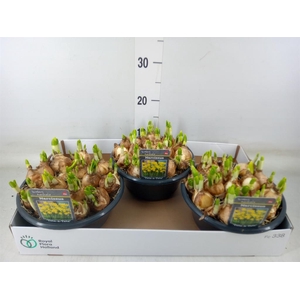 Narcissus  'Tete a tete'