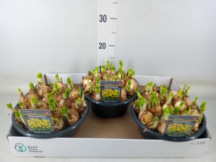 <h4>Narcissus  'Tete a tete'</h4>