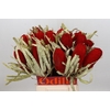 Dried Banksia Prionote Red