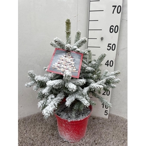 Picea Pu Super Blue