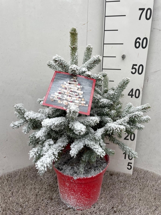 <h4>PICEA PU SUPER BLUE</h4>