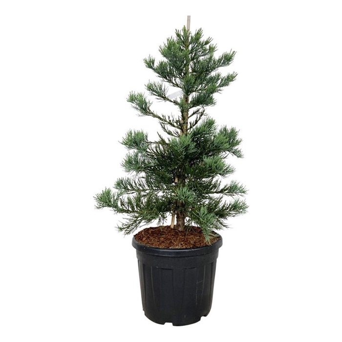 <h4>Sequoiadendron gig. 'Glaucum'</h4>