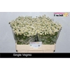 Tanacetum Single Vegmo