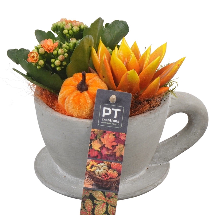 <h4>Arr.   Planten L%</h4>