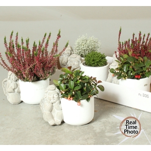 ARR TUINPLANTEN