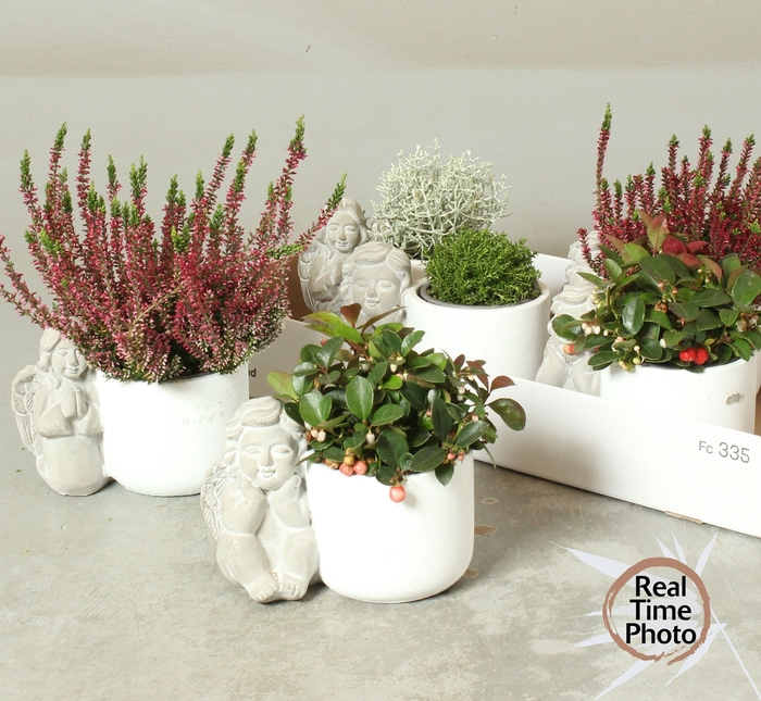 <h4>ARR TUINPLANTEN</h4>