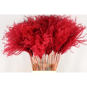 Df Miscanthus 70cm Red