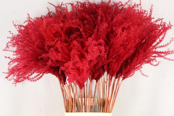 <h4>Df Miscanthus 90cm Red</h4>